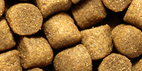 Saki-Hikari Growth sinking LARGE pellet close-up (7.5-8.5 mm)