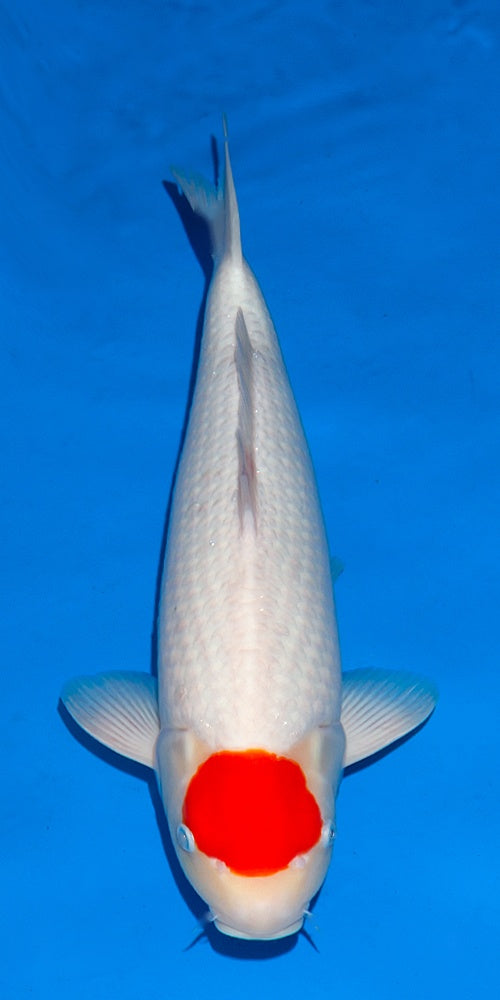 Tancho Japanese koi for sale
